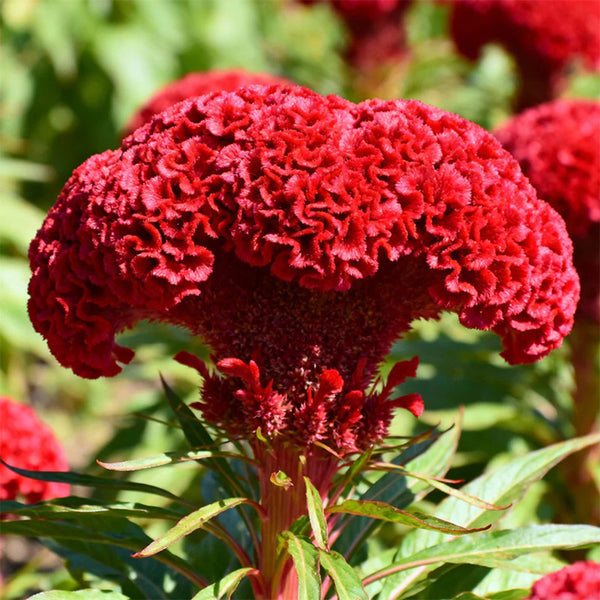 Hezhichun Red Cockscomb Seeds, 1g