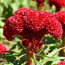 Hezhichun Red Cockscomb Seeds, 1g