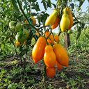 229 Zolotaya Rybka Tomato, 5 Seeds