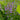 Barbed Skullcap, 100 Seeds