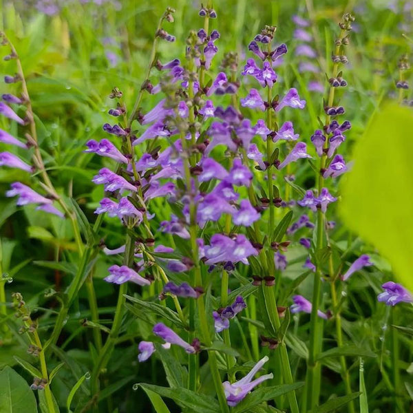 Barbed Skullcap, 100 Seeds