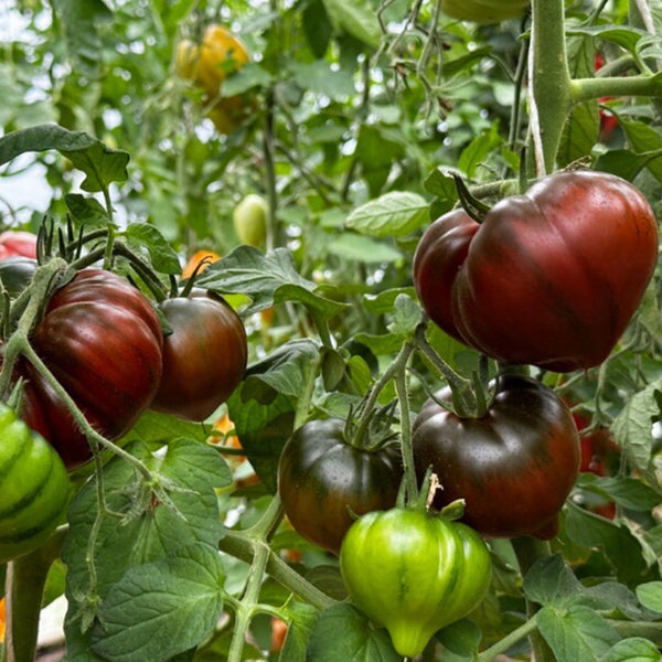812 Truffle Heart Tomato, 5 Seeds