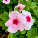 Pink Madagascar Periwinkle Seeds, 100 Seeds