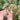 Umbrella Sedge, 500 Seeds
