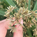Umbrella Sedge, 500 Seeds