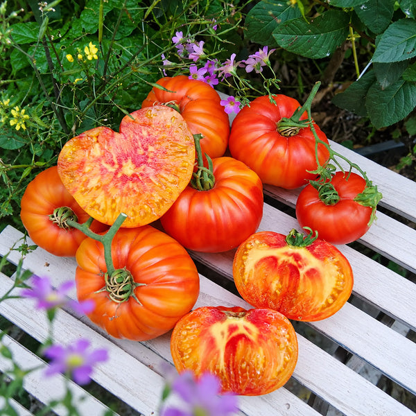 205 Blushing Bride Tomato, 5 Seeds