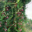 Hezhichun Cypress Vine Seeds, 1g