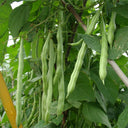 'Shuangqing Yudou' Snap Bean Seeds, 25g
