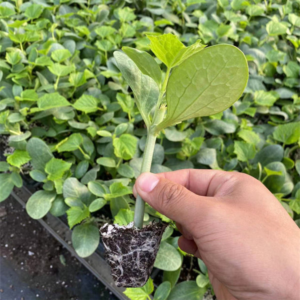 Qingyuan Black Stem Rootstock Seeds, 100 Grams ≈ 500 Seeds
