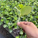 Qingyuan Black Stem Rootstock Seeds, 100 Grams ≈ 500 Seeds