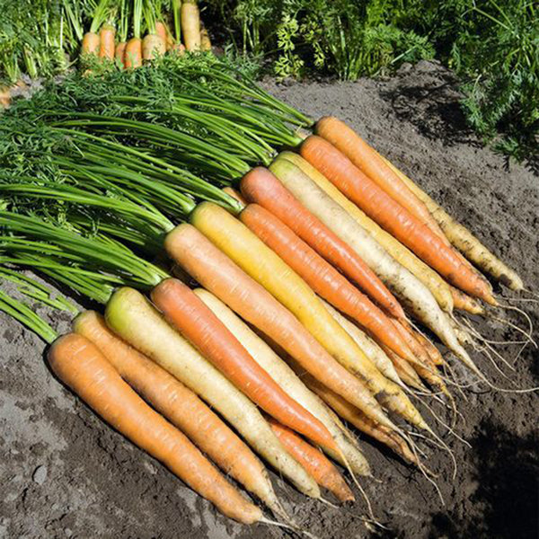 Rainbow Carrot Seeds, 0.5g