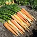 Rainbow Carrot Seeds, 0.5g