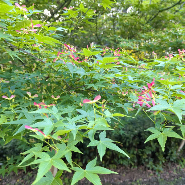 Shallow Lobed Green Leaf Japanese Maple, 100 Seeds