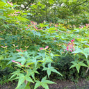 Shallow Lobed Green Leaf Japanese Maple, 100 Seeds