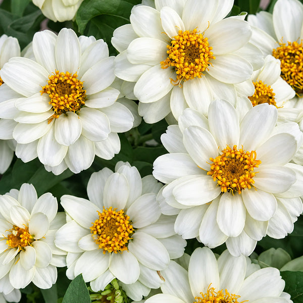 W1340 Profusion Double White Improved Zinnia, 5 Seeds