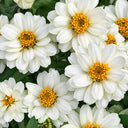 W1340 Profusion Double White Improved Zinnia, 5 Seeds