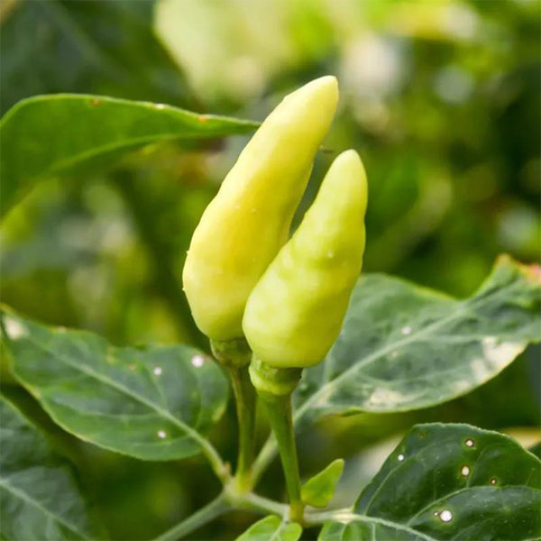 Xiaomila Chili Seeds, 20 Seeds