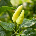 Xiaomila Chili Seeds, 20 Seeds
