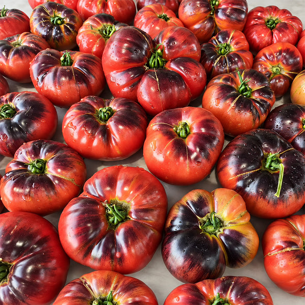 384 Sofia's Purple Apple Tomato, 5 Seeds