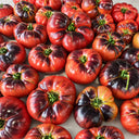 384 Sofia's Purple Apple Tomato, 5 Seeds