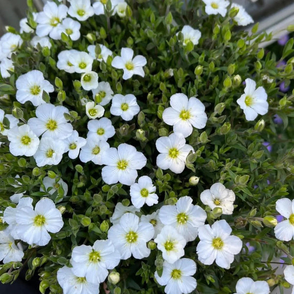 Mountain Sandwort, 10 Seeds