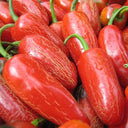 Mexican Chili Pepper Seeds, 5 Seeds