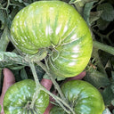 Cherokee Green Tomato, 10 Seeds