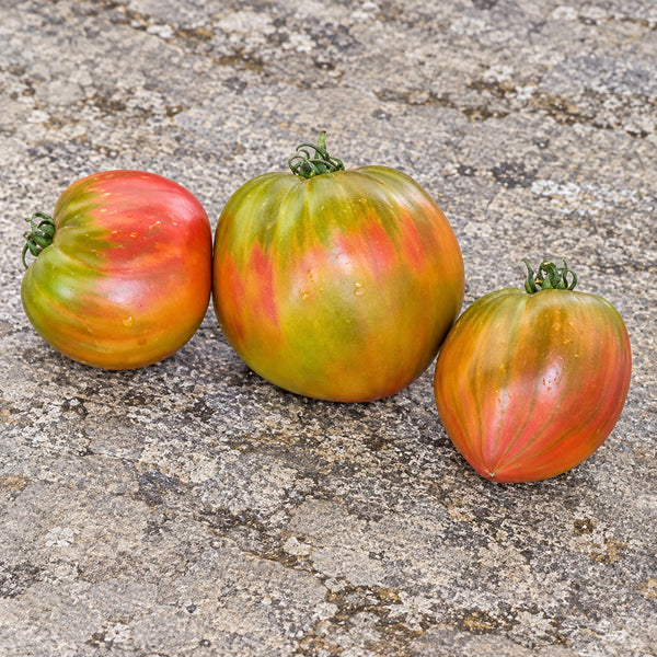 341 Taiga Tomato, 5 Seeds