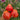 992 Brutti Tomato, 5 Seeds