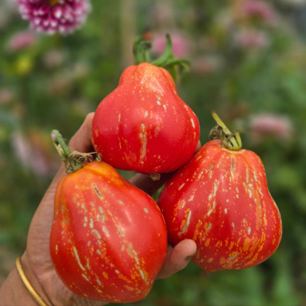 992 Brutti Tomato, 5 Seeds