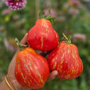 992 Brutti Tomato, 5 Seeds