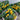 1159 Venus Micro Dwarf Tomato, 5 Seeds