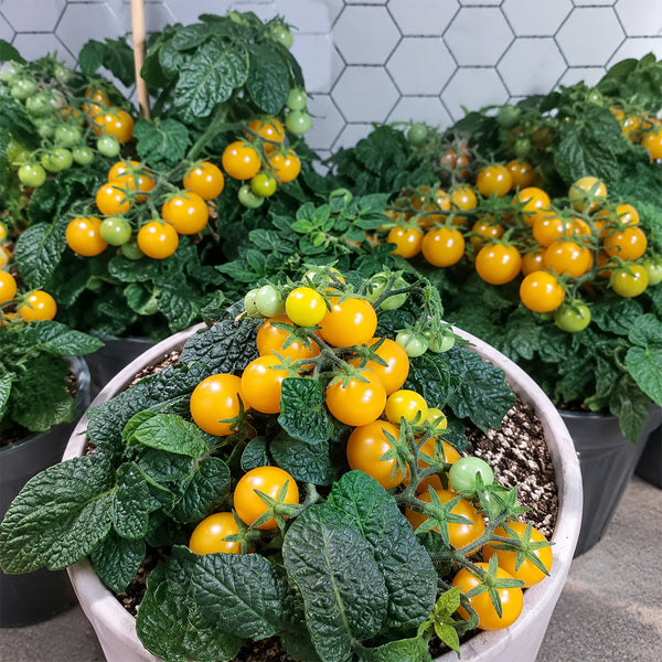 1159 Venus Micro Dwarf Tomato, 5 Seeds