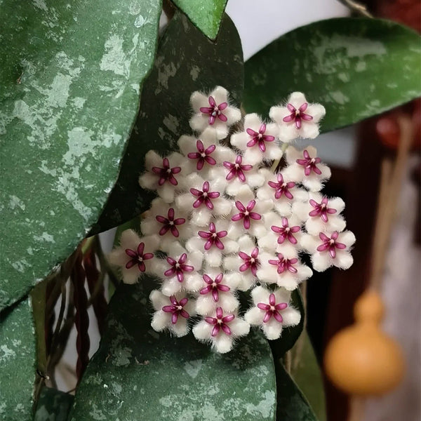 Phuwua Hoya, 5 Cuttings