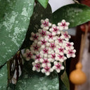 Phuwua Hoya, 5 Cuttings