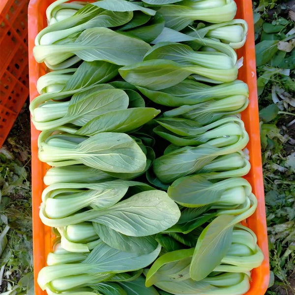 Demei Shanghai Bok Choy Seeds, 10g