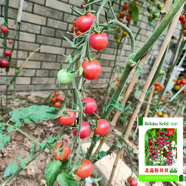 Pink Beibei Cherry Tomato, 30 Seeds