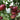 688 Blueberry Dessert Tomato, 5 Seeds