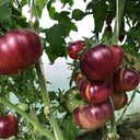 688 Blueberry Dessert Tomato, 5 Seeds