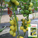 Cream White Cherry Tomato F1 Seeds, 20 Seeds