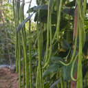 'Jiangshan Xiuli' Cowpea Seeds, 100g