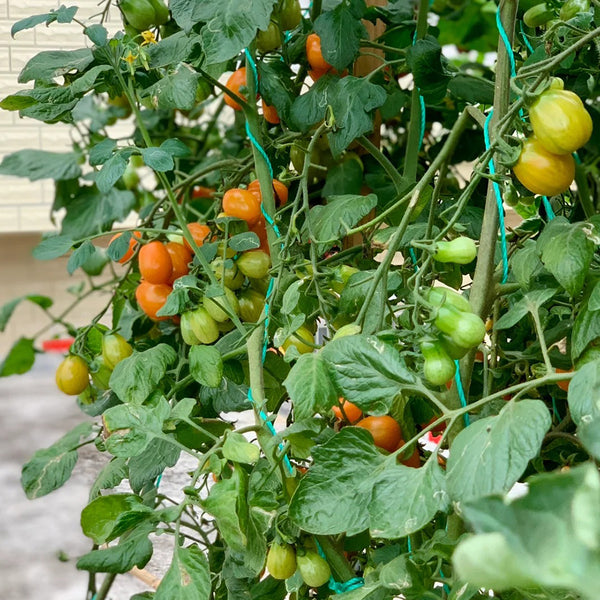 Orange Fountain Tomato Seeds, 5 Seeds