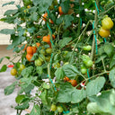 Orange Fountain Tomato Seeds, 5 Seeds