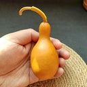Small Bottle Gourd, 10 Seeds