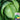 Fruit Cabbage Seeds, 2g