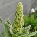 Mullein Seeds, 200 Seeds