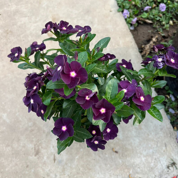 Madagascar Periwinkle, 100 Seeds