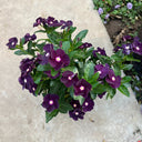 Madagascar Periwinkle, 100 Seeds