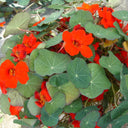Royal Scarlet' Red Nasturtium Seeds, 50 Seeds