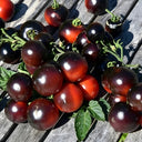 482 Tartufo Micro Dwarf Tomato, 5 Seeds